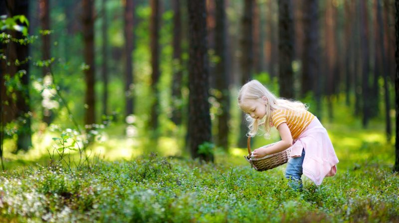 Ett barn som plockar bär i en skog som